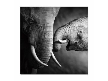 Modrest Elephant Photo On Canvas