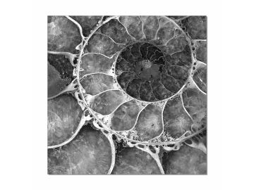 Golden Ratio Photo On Canvas