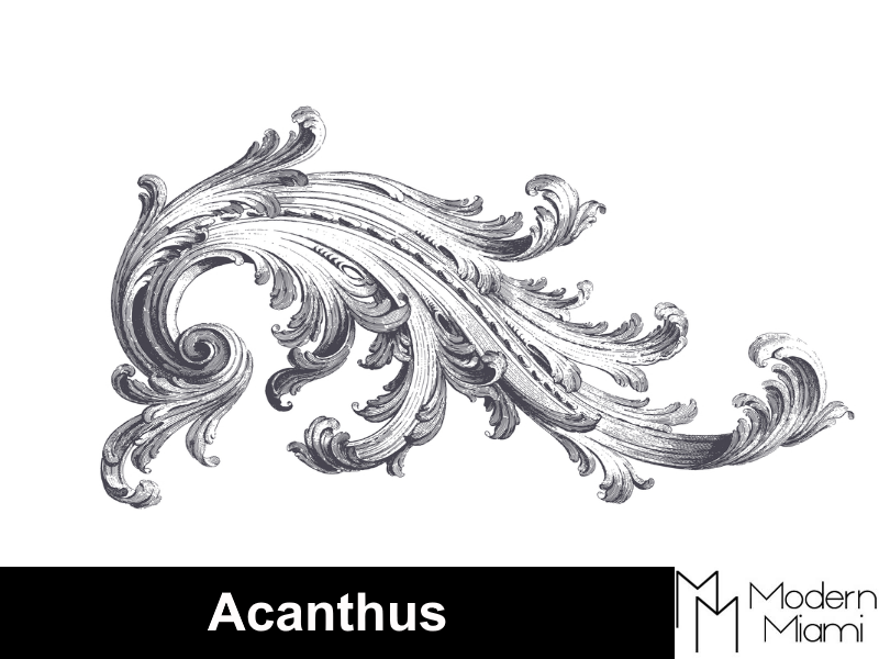 acanthus
